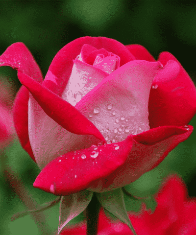 הידרוסול מי ורדים פלוראז